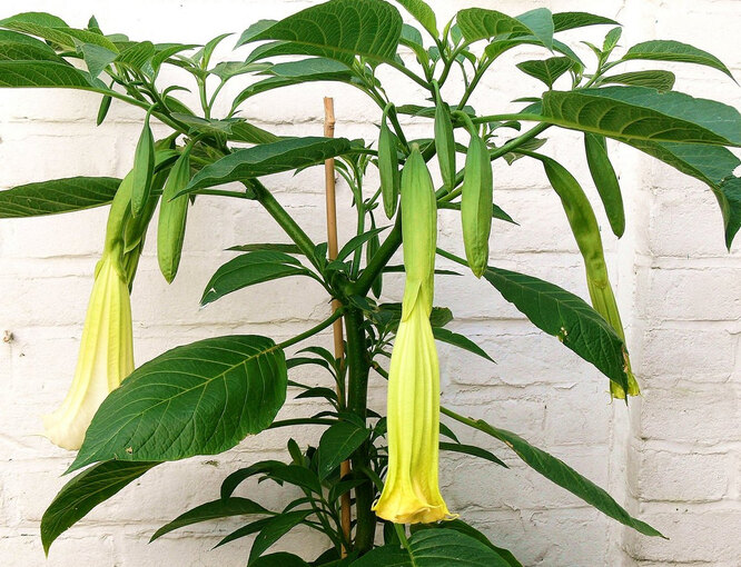 Doba odpočinku Brugmansia