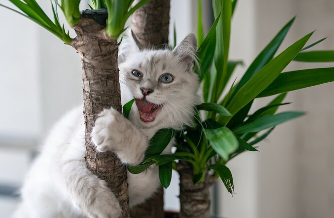 котёнок прячется в растении юкка