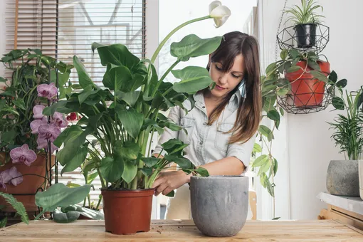 12 самых простых в уходе комнатных растений: советы опытных флористов