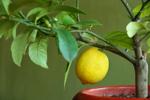 Как вырастить лимон из косточки в домашних условиях с плодами: пошаговая инструкция, советы и нюансы