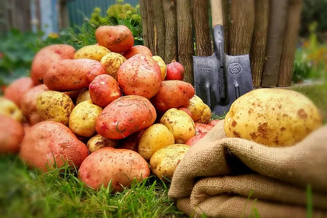 Когда и как сажать картофель и какие сорта лучше всего выращивать на своём приусадебном участке