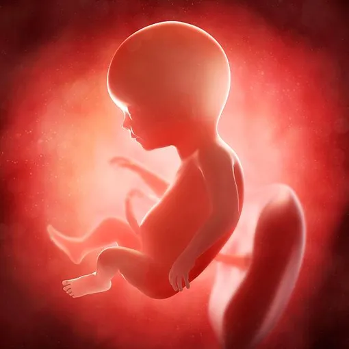 эмбрион 17 недель