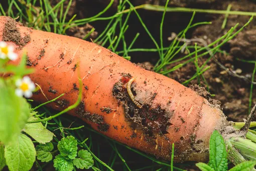 Личинки морковной мухи практически не трогают внутренности овоща, на употреблять его в пищу после соприкосновения с вредителем, нельзя