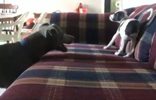 две собаки в доме
