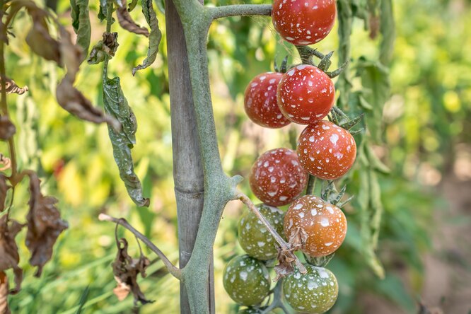 Обработать томаты от фитофтороза в августе можно сольным раствором