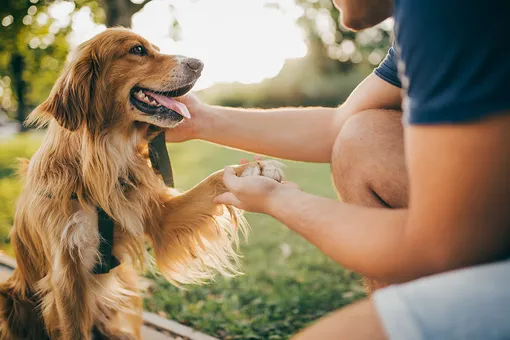 Что означает улыбка собаки и умеют ли псы улыбаться
