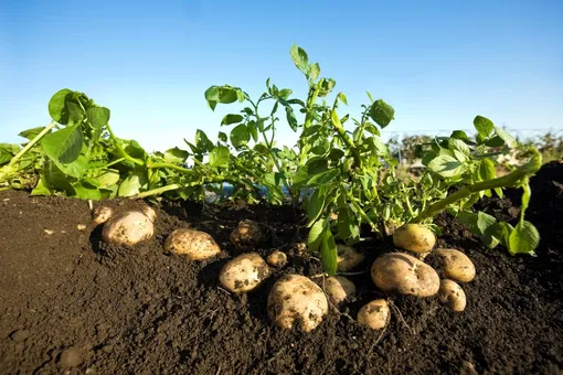 Какие меры предпринять, если у картофеля высокая ботва?