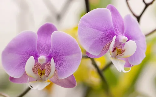 Как использовать рисовую воду с луковой шелухой для орхидеи