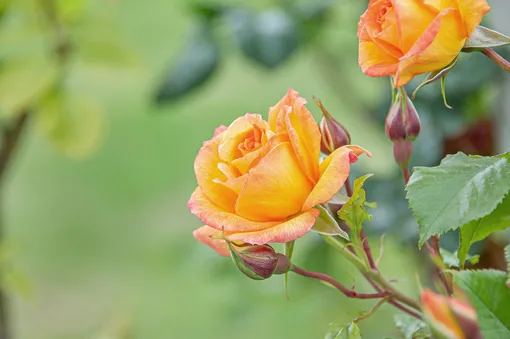 Роза — одно из самых ароматных растений