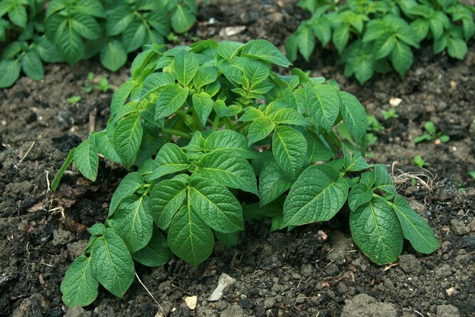 Ботва картофеля покрылась пятнами: своевременные меры для сохранения урожая