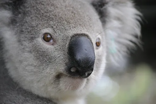 Австралийские организации просят не присылать больше варежки для коал