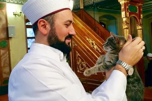 Имам открыл двери мечети бездомной кошке: ей понравилось, и она привела котят
