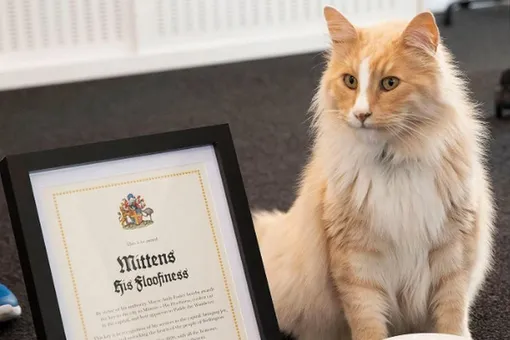 В Новой Зеландии кот будет бороться за звание гражданина года. И он того стоит!