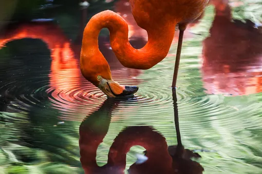 Фламинго едят в воде