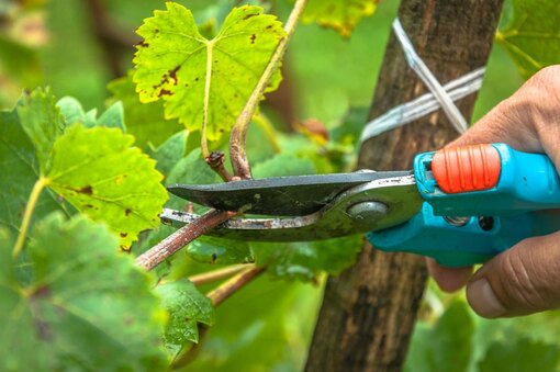 Уход за виноградом летом в июле: обрезка, полив и другие процедуры