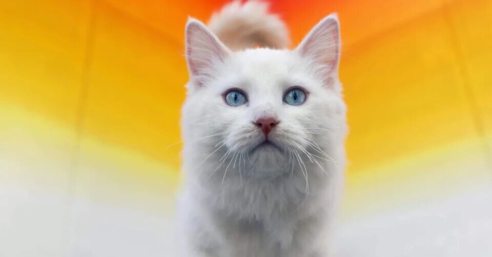 Породы кошек: процесс клонирования и популярность