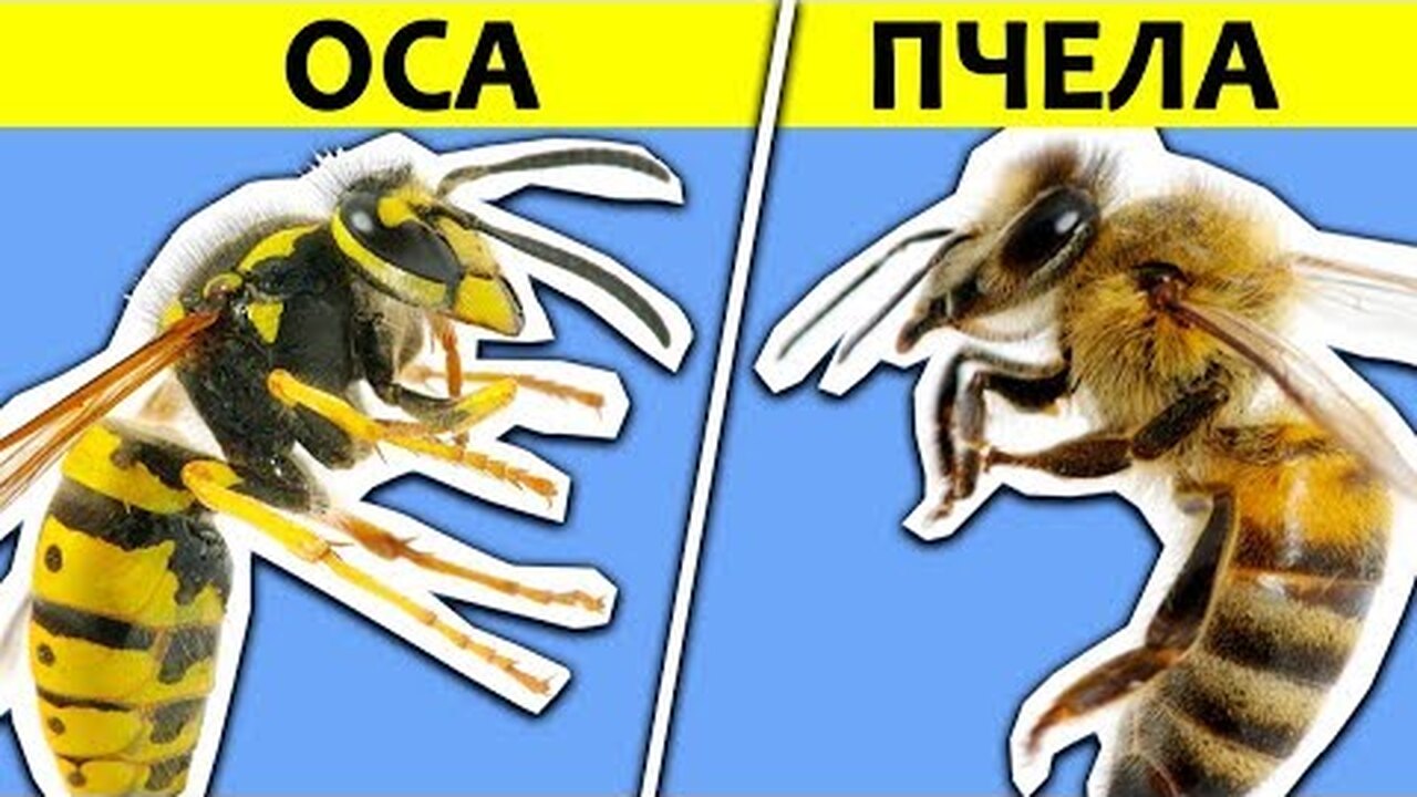 Чем отличается оса от пчелы в картинках