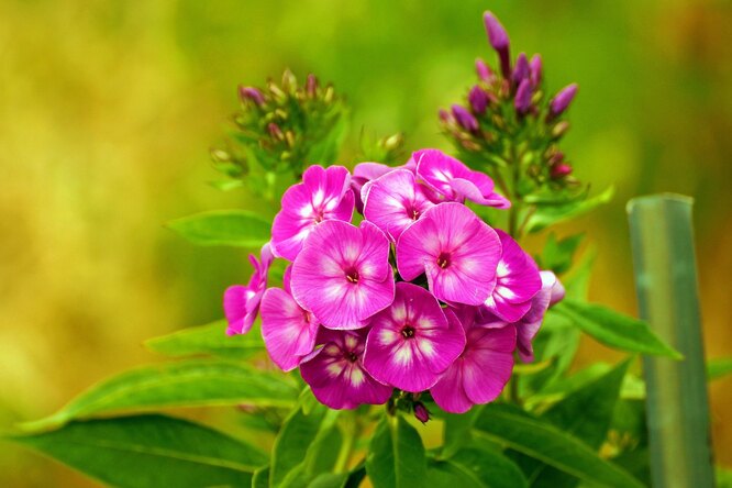 Péče o Phlox po odkvětu: co musíte udělat na podzim