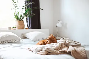 10 причин, почему кошка писает в постель и как отучить ее от этого