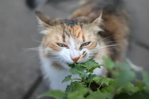 Почему кошки едят растения: рассказывает ветеринар