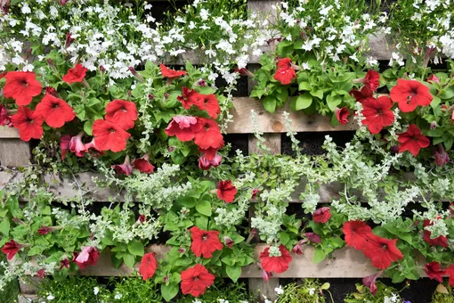 Вьющиеся растения с красными цветами на подставке из палеты