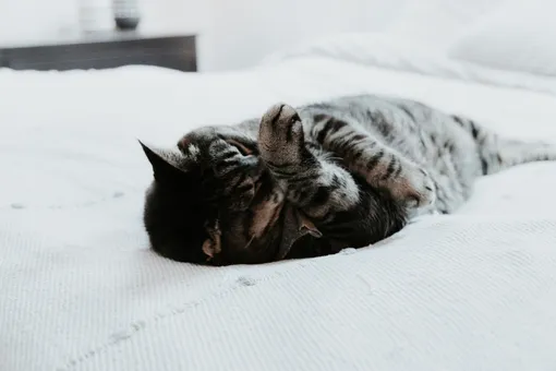 почему кошка залезает в постель