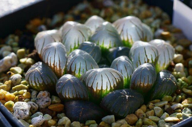 Haworthia Cooper