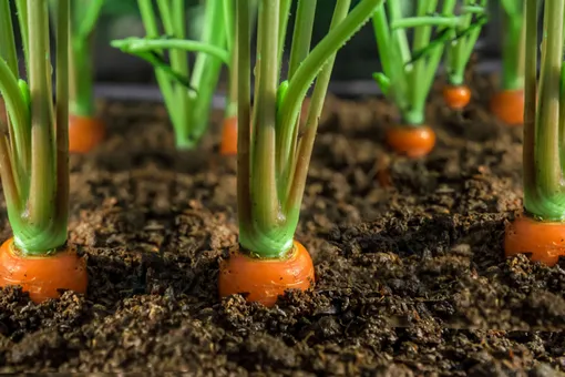 Плюсы и минусы осеннего посева моркови
