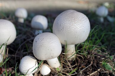 Как вырастить шампиньоны на даче: простая инструкция, чтобы лакомиться собственным урожаем грибов