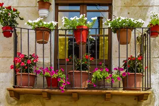 Надоели традиционные цветы? Посадите эти оригинальные новинки на своём балконе в этом году