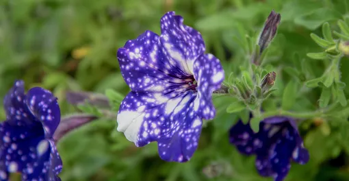 d927b0122ebe53787fb0b406fb75e5e8_cropped_510x264