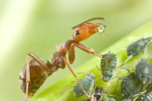 Чем опасны муравьи в теплице?