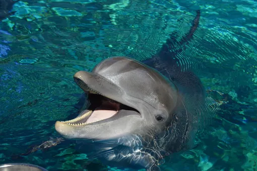 В Питер теперь едут любоваться дельфинами