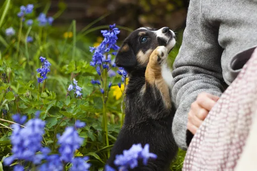 Красивые и опасные: 5 весенних цветов, которые ядовиты для собак
