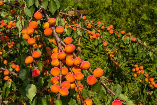 Особенности удобрения абрикосов весной