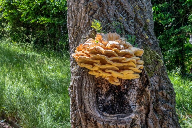 Трутовик серно-жёлтый — съедобный древесный гриб