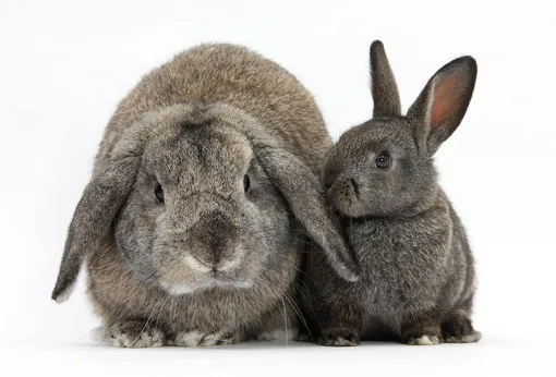 Два серых кролика