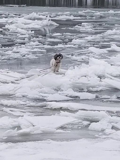 собака на льду