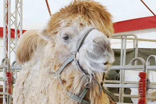 Наглый верблюд отобрал угощение у страуса и полез в машину за добавкой — видео