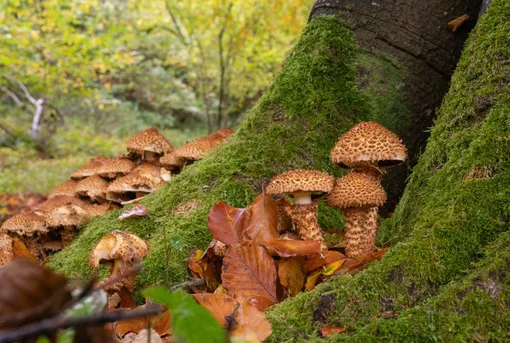Чешуйчатка ворсистая — несъедобный древесный гриб