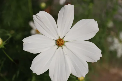 Космея дваждыперистая — еще один очень красивый и изящный цветок для августа, который растет лишь один год.