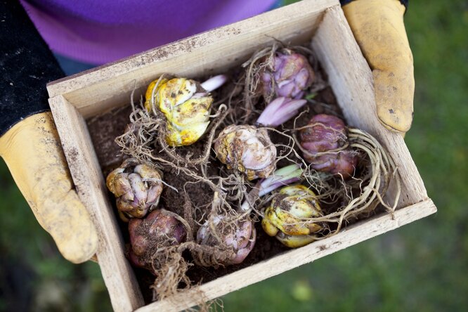 Как хранить гладиолусы зимой: 7 способов хранения и пошаговая инструкция [Сад и Огород sadogorod]