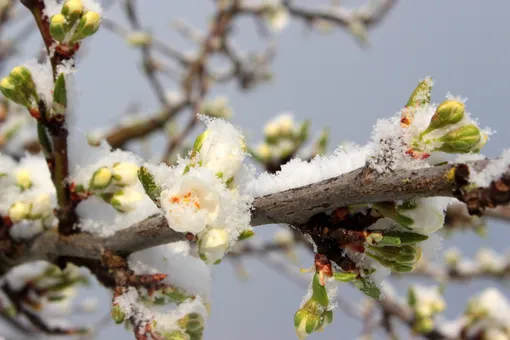 Какие растения больше всего страдают от весенних заморозков