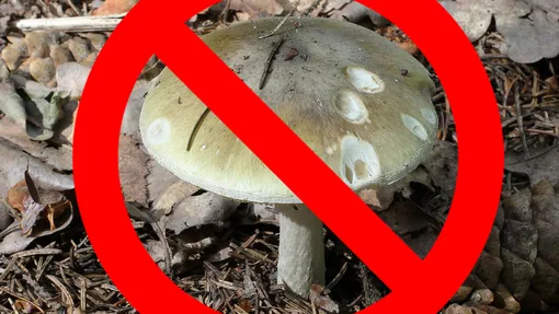 Безопасность превыше всего! Как избежать ядовитых весенних грибов?
