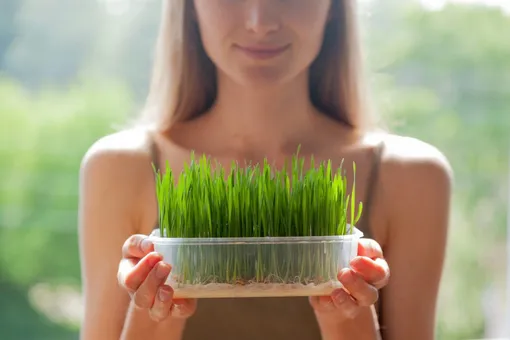 Что такое микрозелень и зачем она вам
