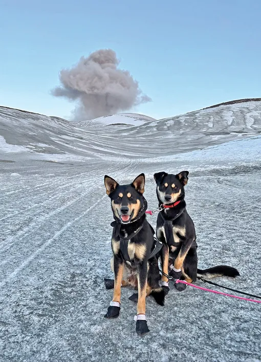 Можно подумать: что тут такого, дойти с собаками до вулкана? Нужно понимать природу, наблюдать за ветром, облаками. Необходима спределенная физическая продготовка, не так просто перевезти собак на остров