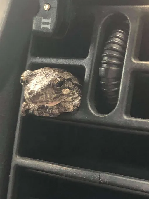 лягушка в машине