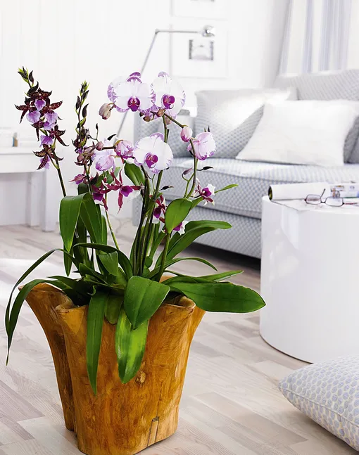 В отличие от других комнатных растений, поливать орхидеи надо умеренно