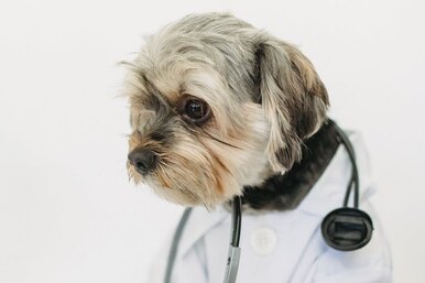 Ветеринар на дом: в каких случаях надо вызывать