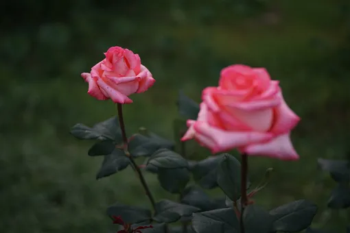 две прекрасные красные розы цветут